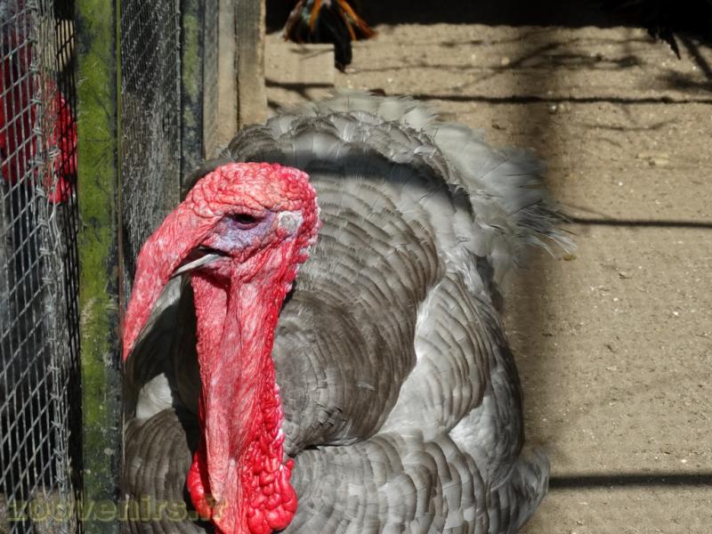 Dindon bleu de Suède