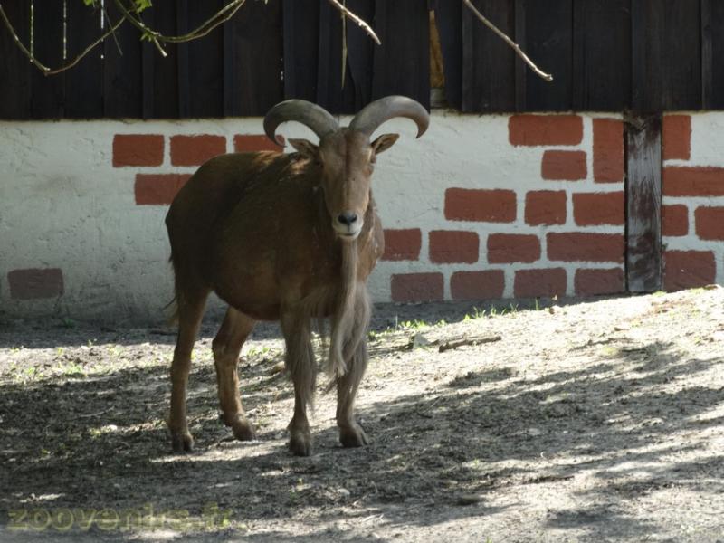 Mouflon à manchettes