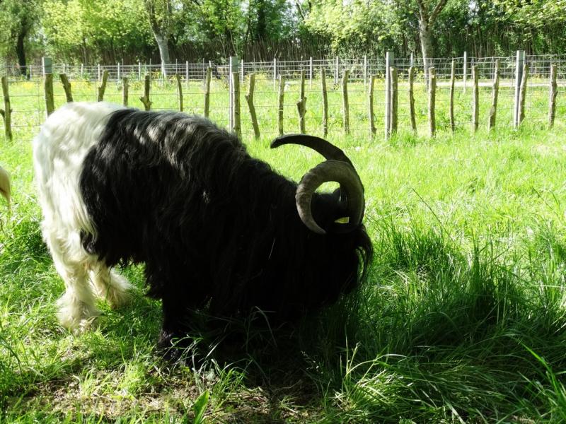 Chèvre col noir du Valais
