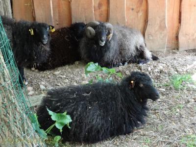 Mouton ouessant - 2018