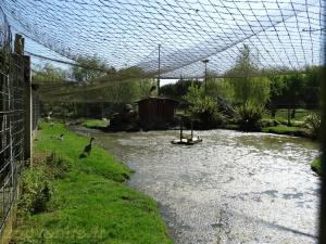 Marabout - Grue royale - Oies