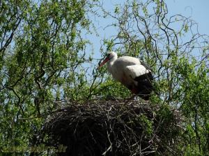 Cigogne