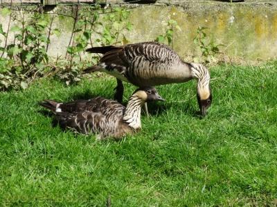 Bernache d'Hawaïï - 2018