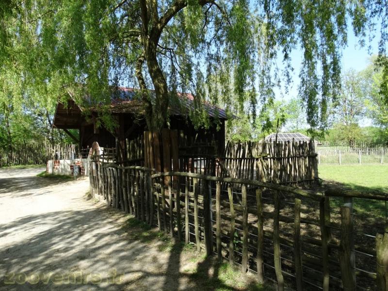 Zébu nain 