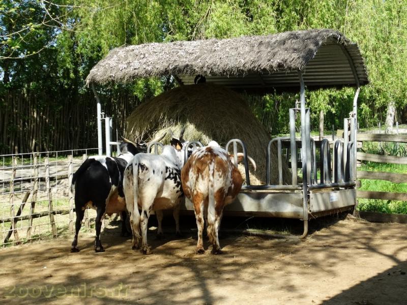 Zébu nain 