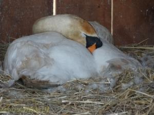 Cygne tuberculé 