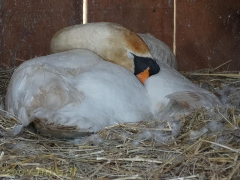 Cygne tuberculé 