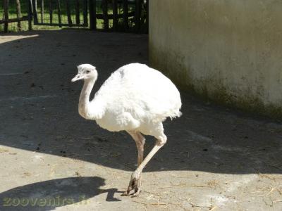 Mara - Nandou - 2018