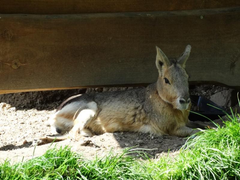 Mara