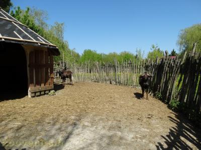 Gnou à queue blanche - 2018