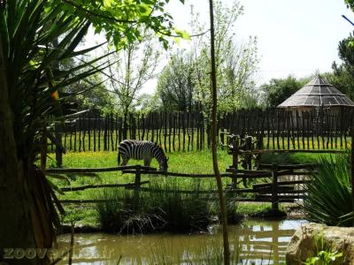 Zèbre de Grant - 2018