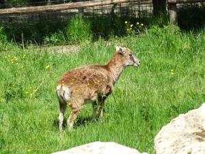 Mouflon de Corse