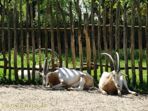Oryx algazelle 