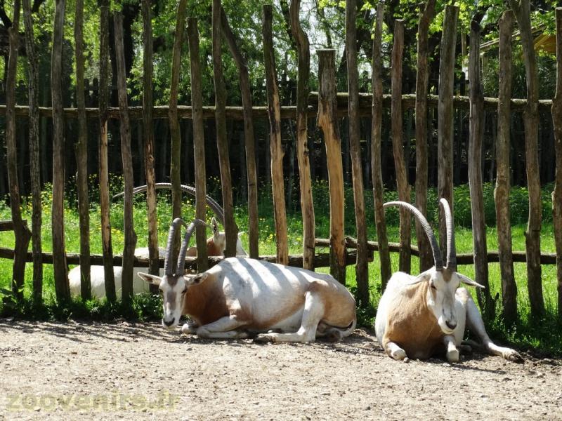 Oryx algazelle 