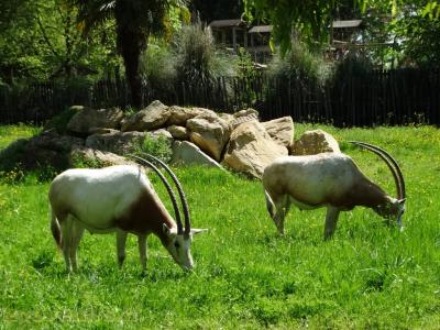 Oryx algazelle - 2018