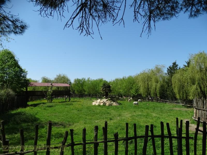 Oryx algazelle