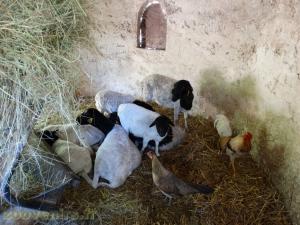 Mouton de Somalie 