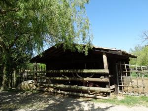 Watusi 