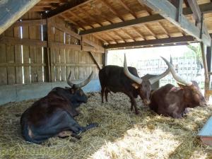 Watusi 