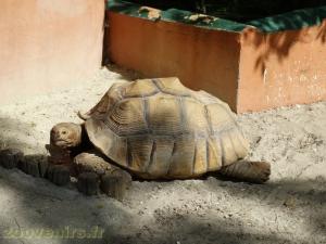 Tortue striée