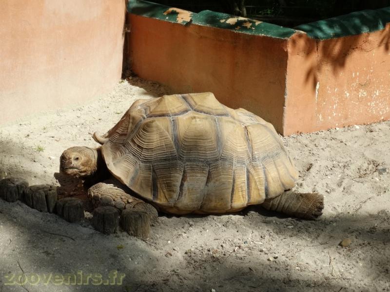Tortue striée