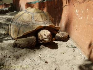 Tortue striée