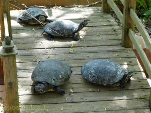 Tortue de Floride