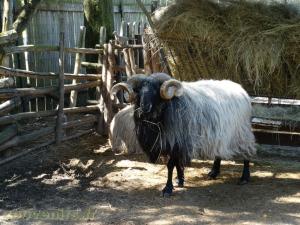 Mouton Manech a tete noire 