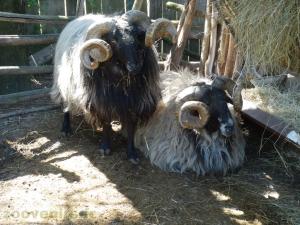 Mouton Manech a tete noire