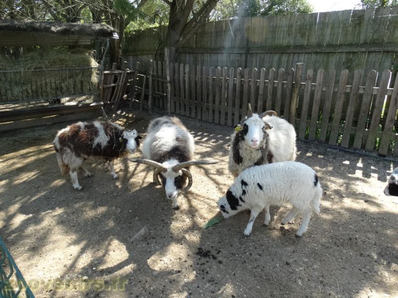 Mouton de Jacob 
