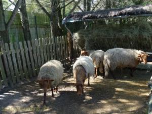 Mouton Solognot 