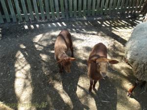 Mouton Solognot