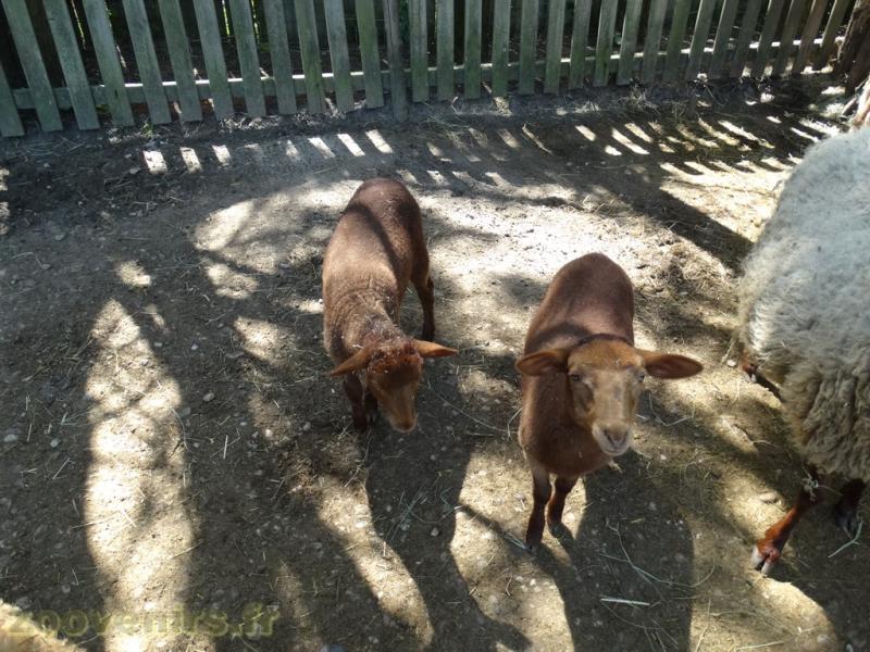 Mouton Solognot