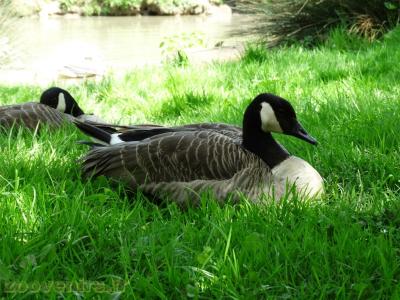 Bernache du Canada - 2018