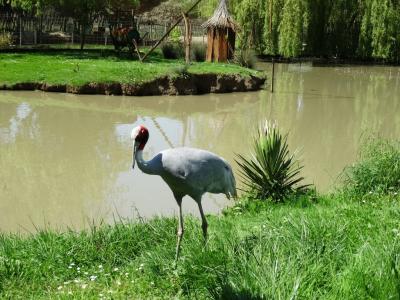 Grue antigone - 2018