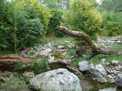 Chat pécheur - 2016