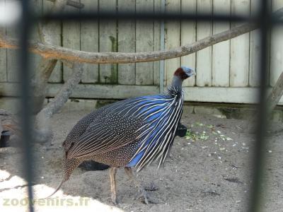 Pintade vulturine - 2018