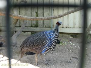 Pintade vulturine