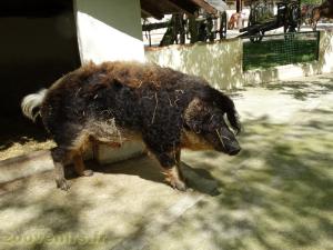 Cochon frisé
