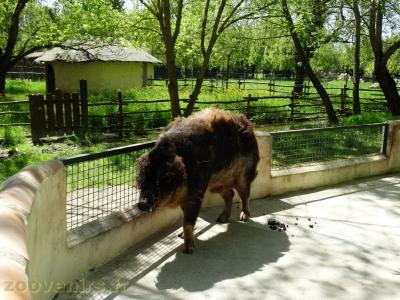 Cochon frisé - 2018