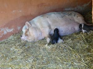 Cochon de Goettingen
