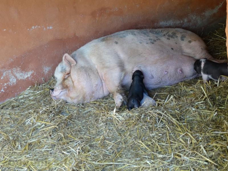 Cochon de Goettingen