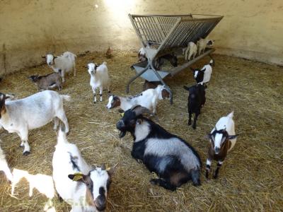 Chèvre naine - 2018