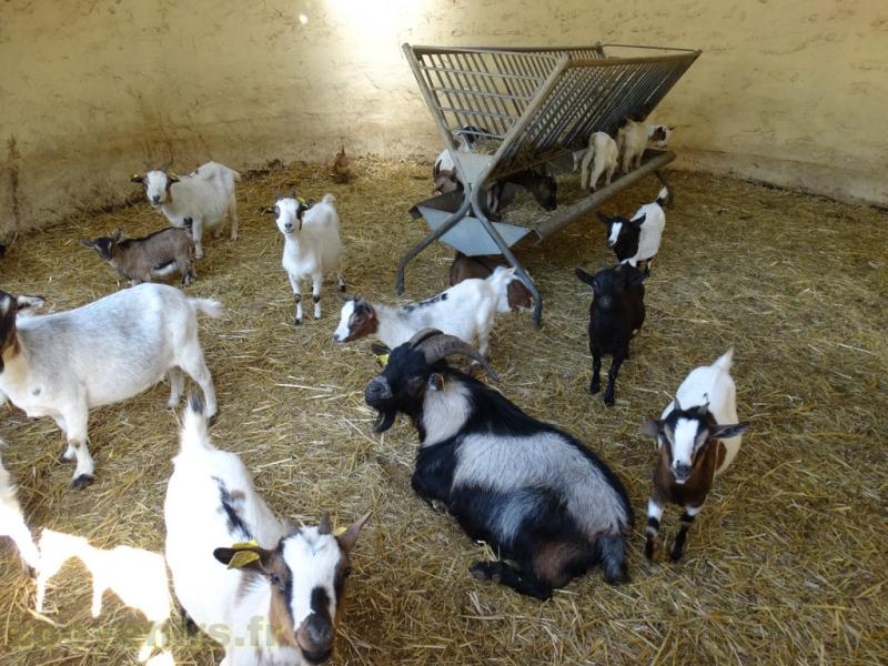 Chèvre naine