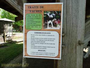 Animation: Traite des vaches