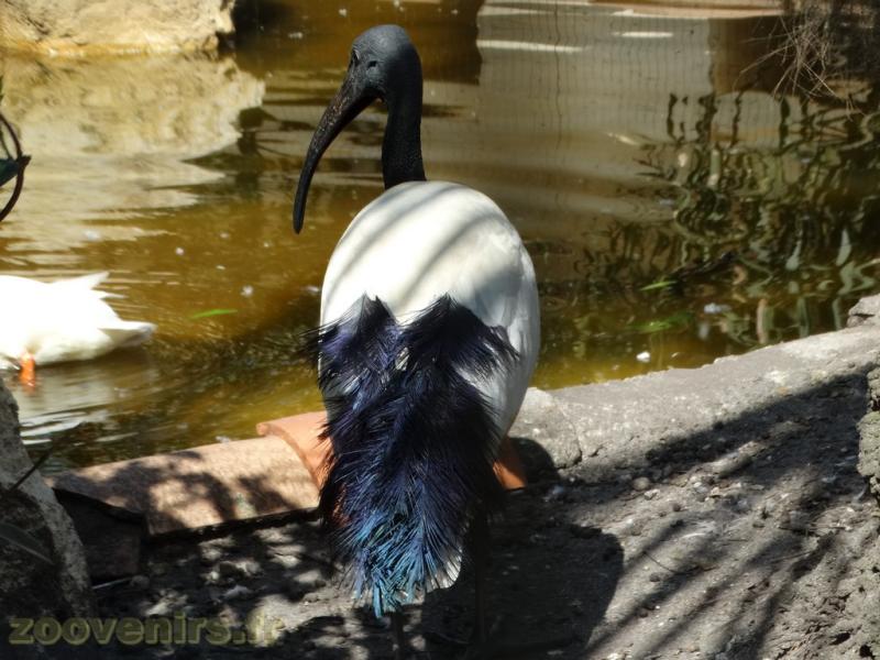 Ibis sacré