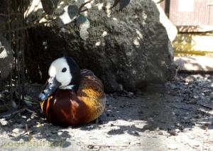Dendrocygne veuf 