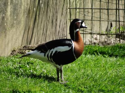 Bernache à cou roux - 2018