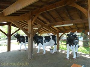 Animation: Traite des vaches