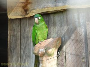 Conure à tête bleue